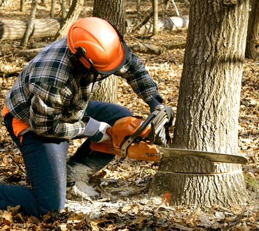 Tree Removal in Lanett, AL